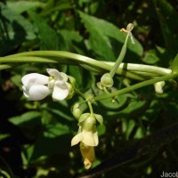 Phaseolus vulgaris L.